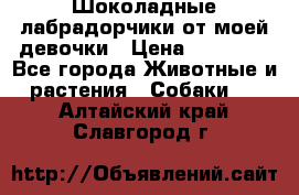 Шоколадные лабрадорчики от моей девочки › Цена ­ 25 000 - Все города Животные и растения » Собаки   . Алтайский край,Славгород г.